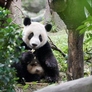Panda du Sichuan [Chine] - 2019