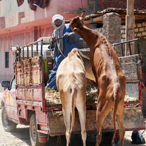 Le marché de Daraw [Egypte] - 2022