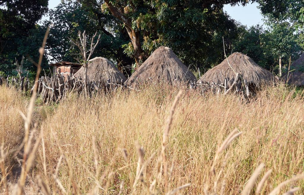 Dans la brousse, sur le chemin de Leyfita [Guinée] - 2024 