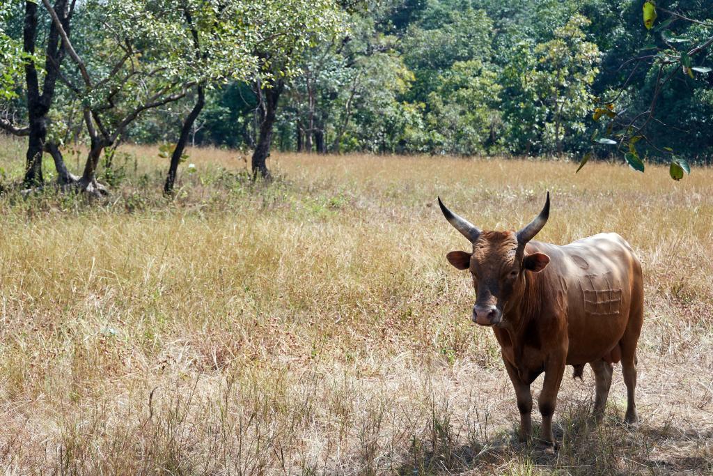 Sur la route de Sangui [Guinée] - 2024 