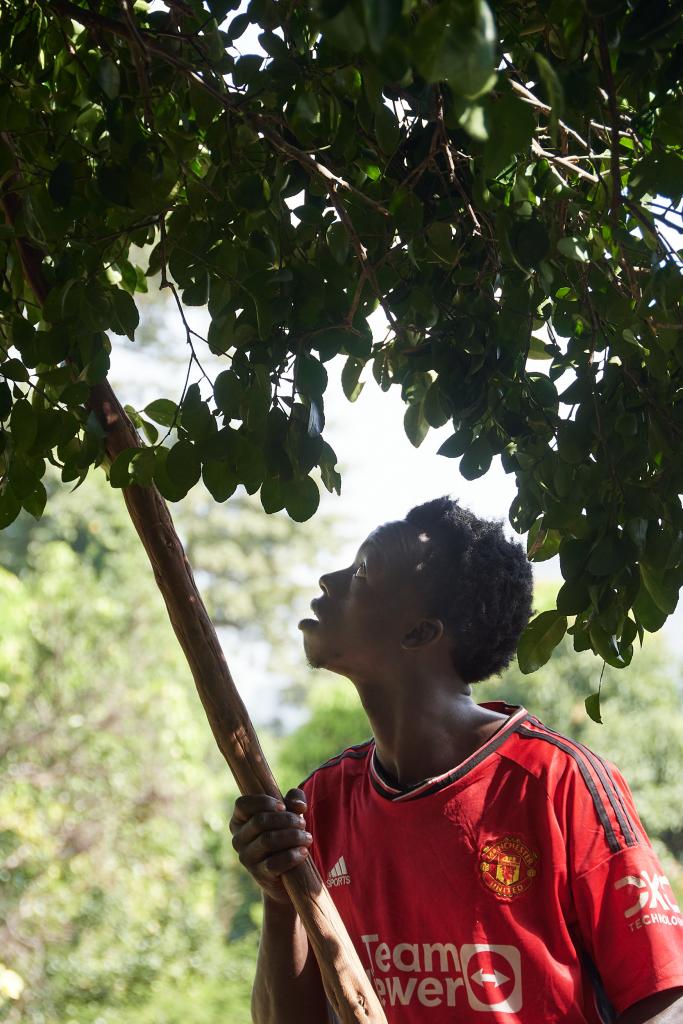 Cueilleur de pamplemousses [Guinée] - 2024 