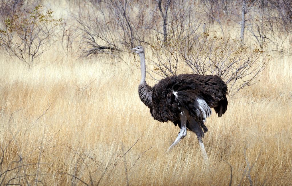 Parc d'Etosha [Namibie] - 2021 