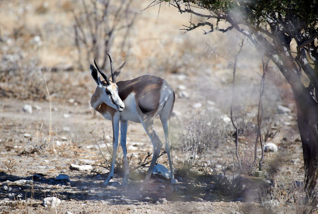 Parc d'Etosha [Namibie] - 2021 