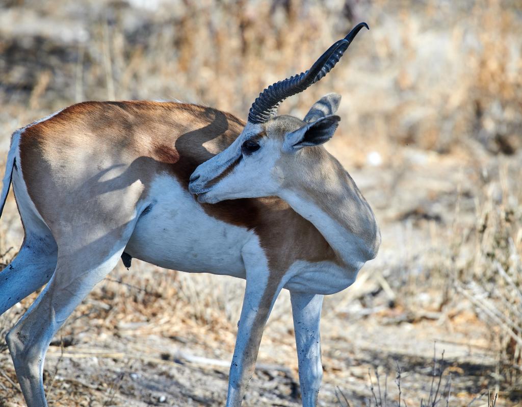 Parc d'Etosha [Namibie] - 2021 