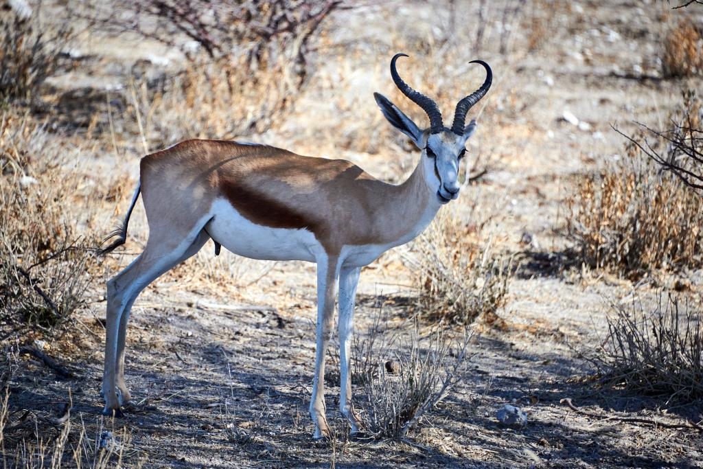 Parc d'Etosha [Namibie] - 2021 