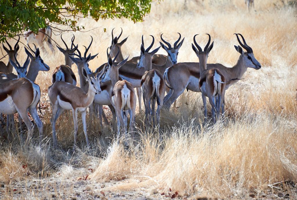 Parc d'Etosha [Namibie] - 2021 