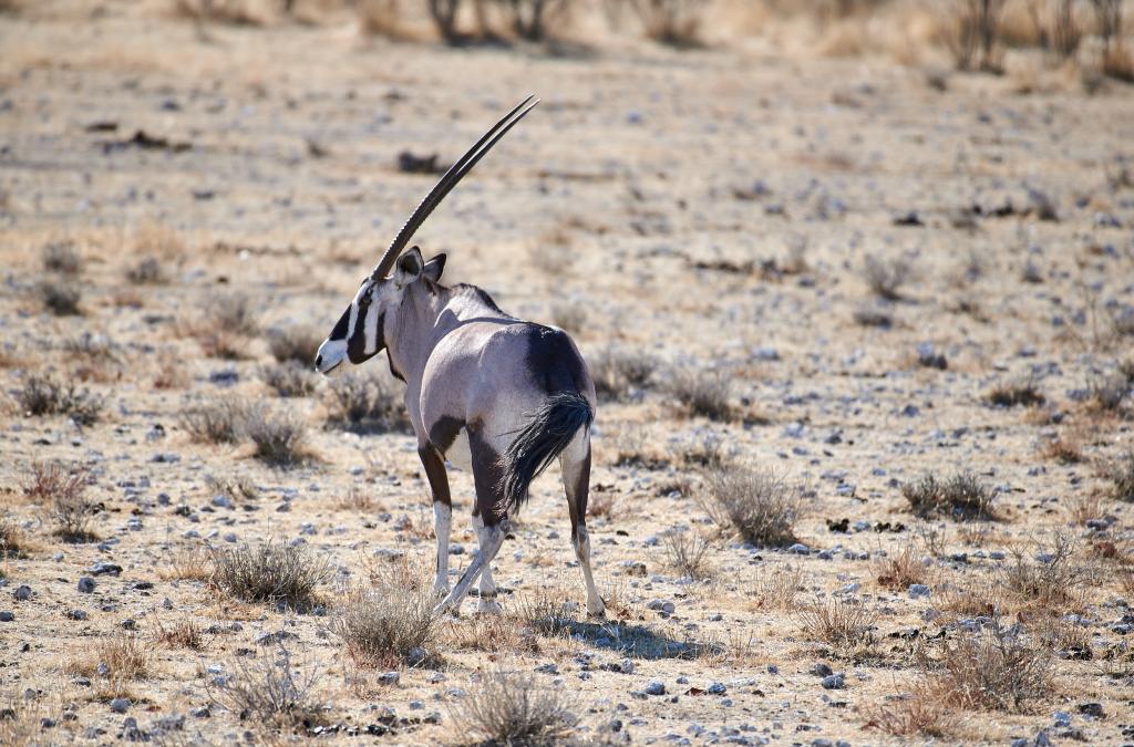 Parc d'Etosha [Namibie] - 2021 