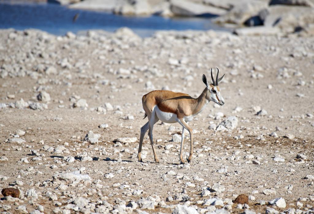Parc d'Etosha [Namibie] - 2021 