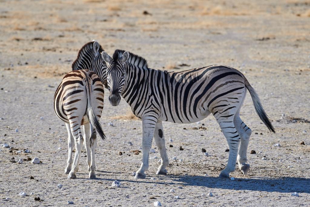 Parc d'Etosha [Namibie] - 2021 