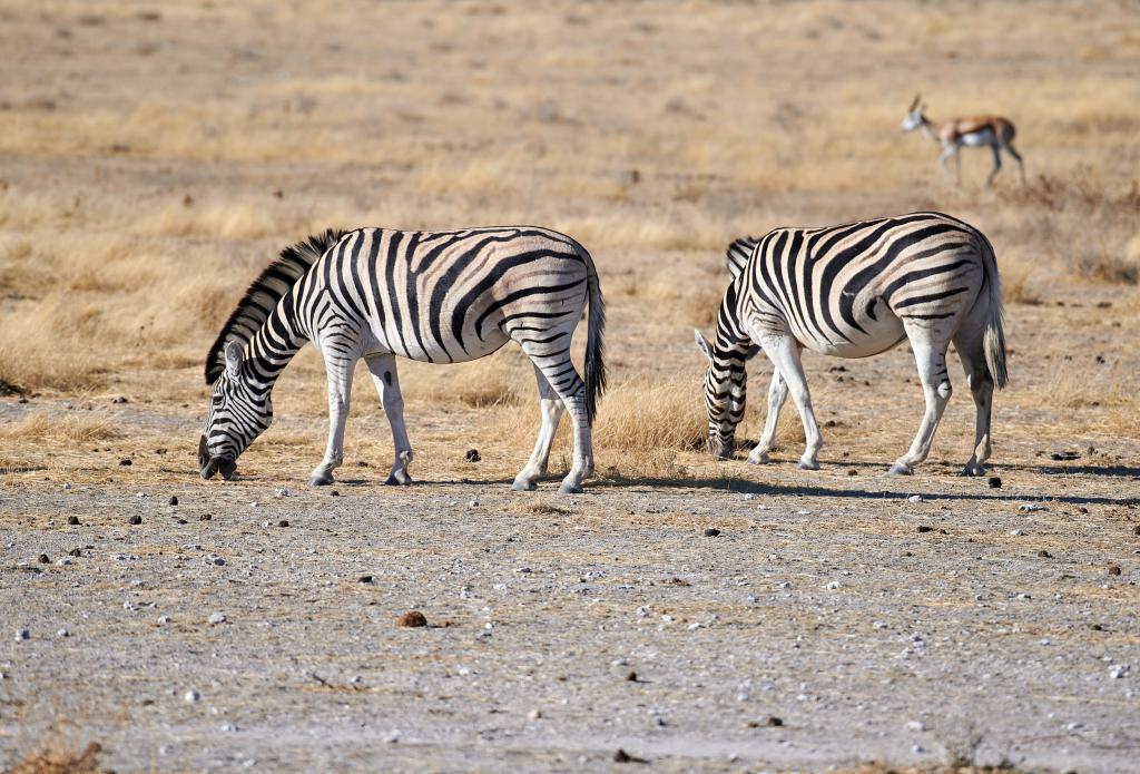 Parc d'Etosha [Namibie] - 2021 