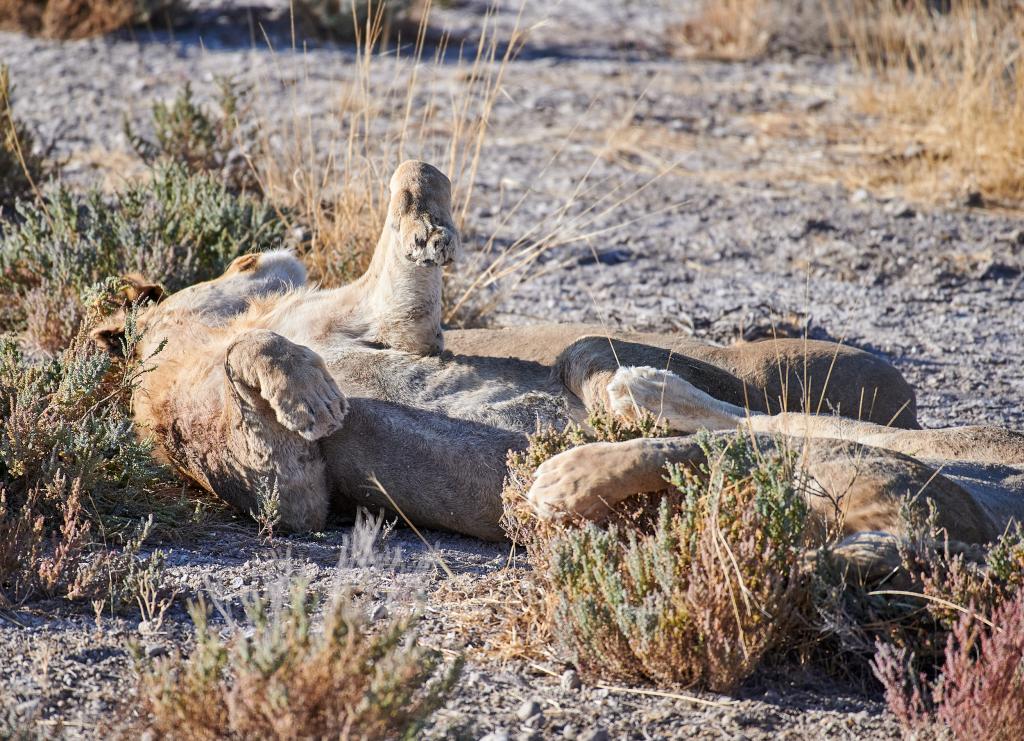 Parc d'Etosha [Namibie] - 2021