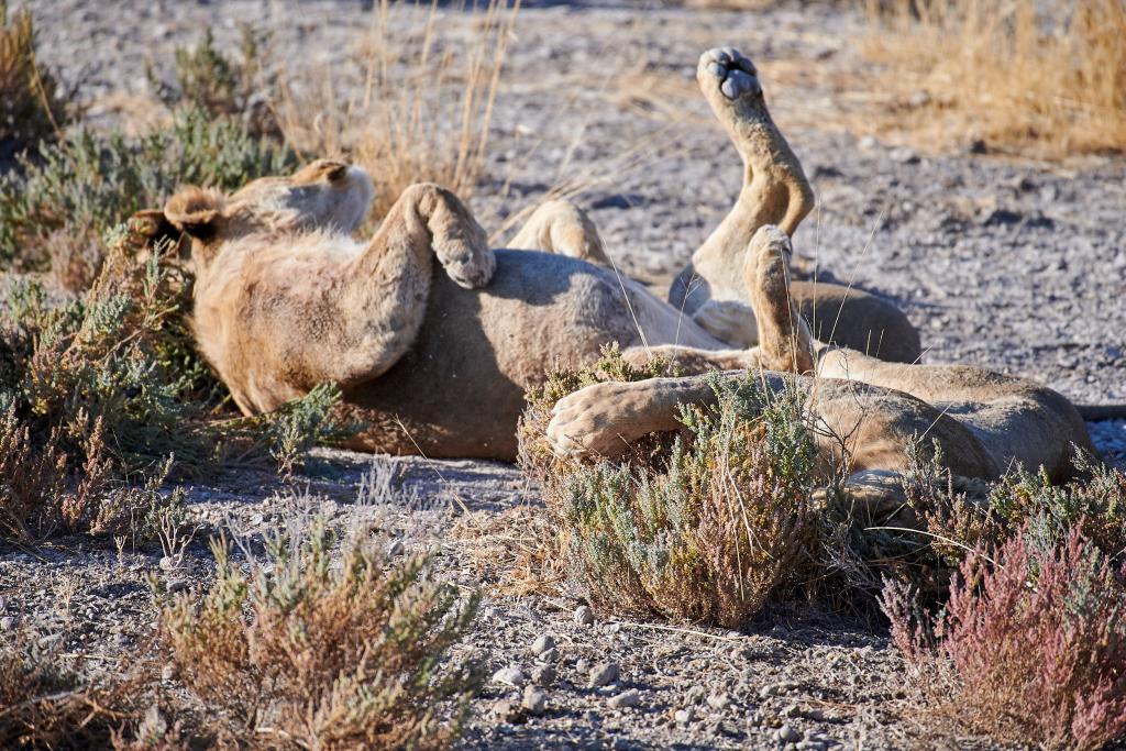 Parc d'Etosha [Namibie] - 2021