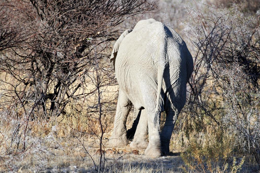 Parc d'Etosha [Namibie] - 2021 