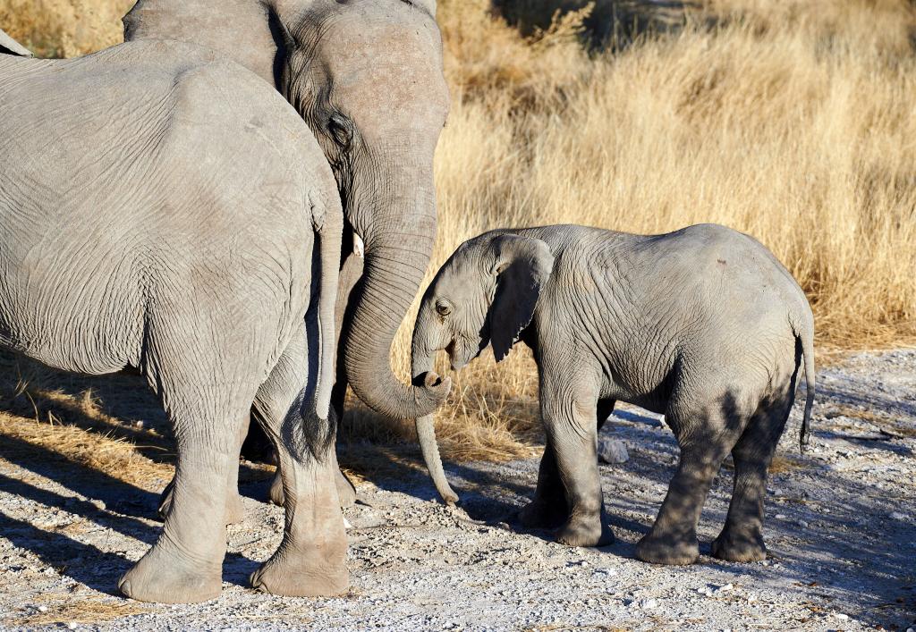 Parc d'Etosha [Namibie] - 2021 