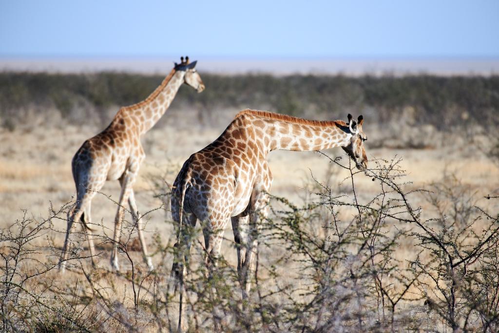 Parc d'Etosha [Namibie] - 2021 