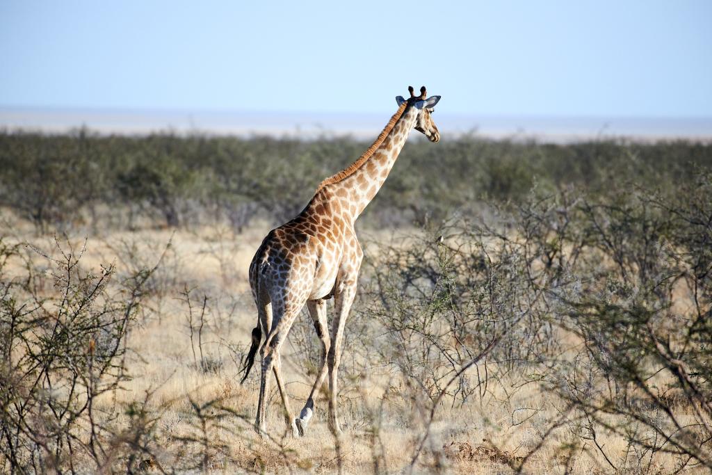 Parc d'Etosha [Namibie] - 2021 