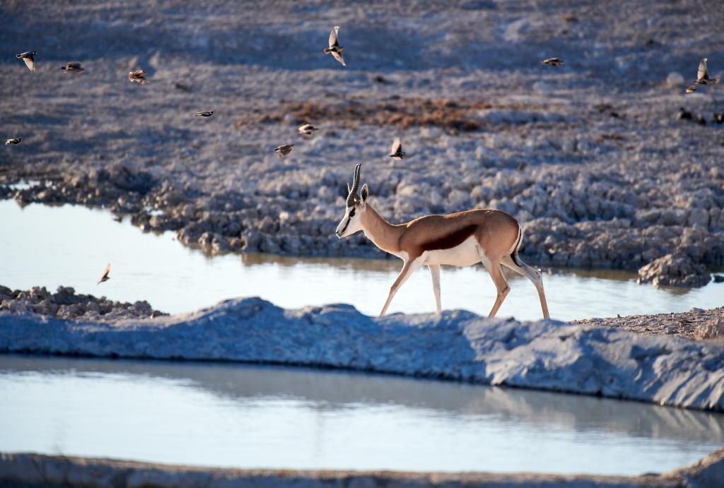 Parc d'Etosha [Namibie] - 2021 