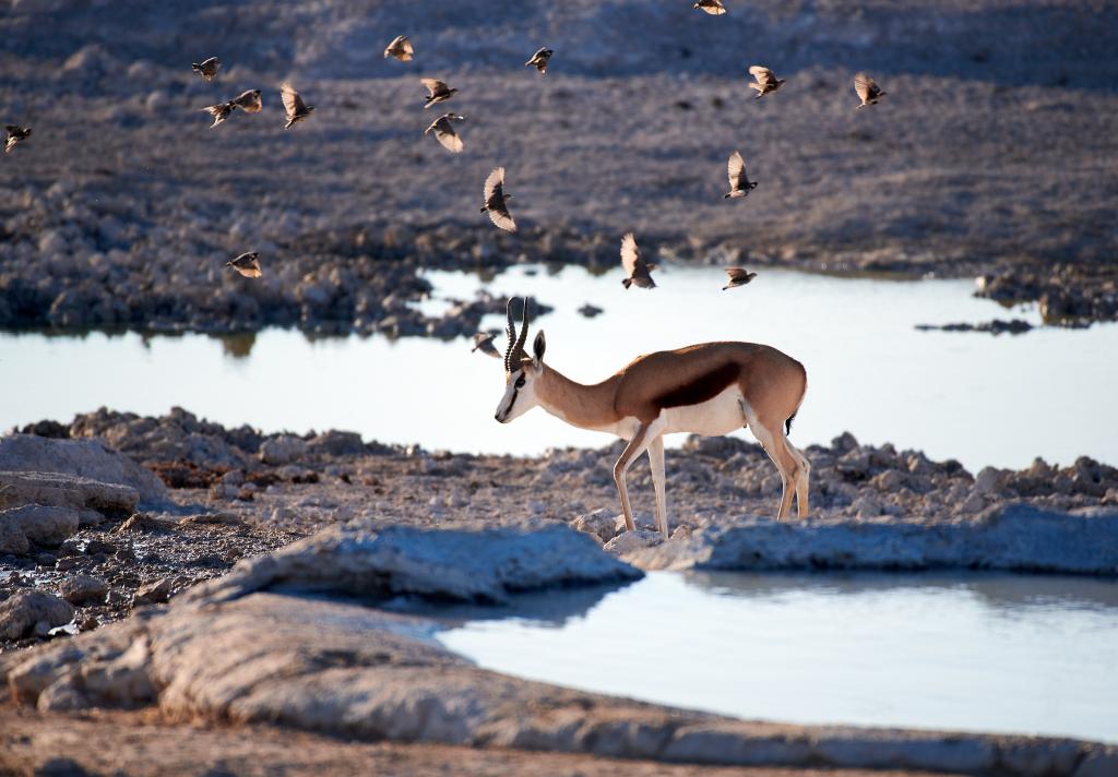 Parc d'Etosha [Namibie] - 2021 