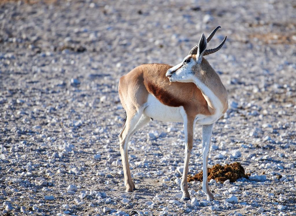 Parc d'Etosha [Namibie] - 2021 