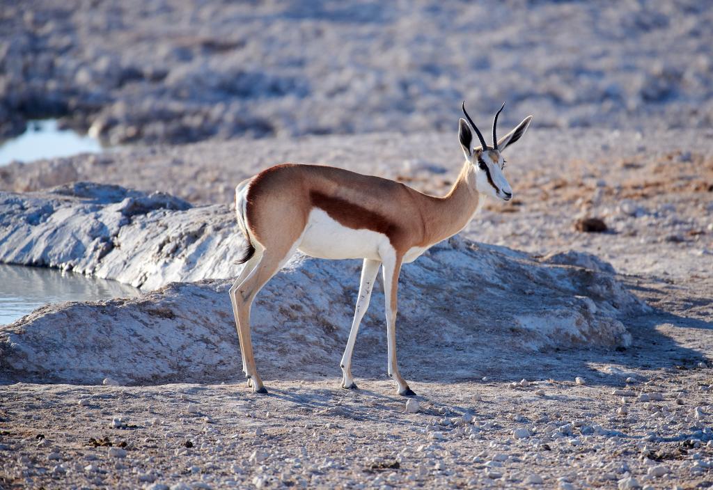 Parc d'Etosha [Namibie] - 2021 