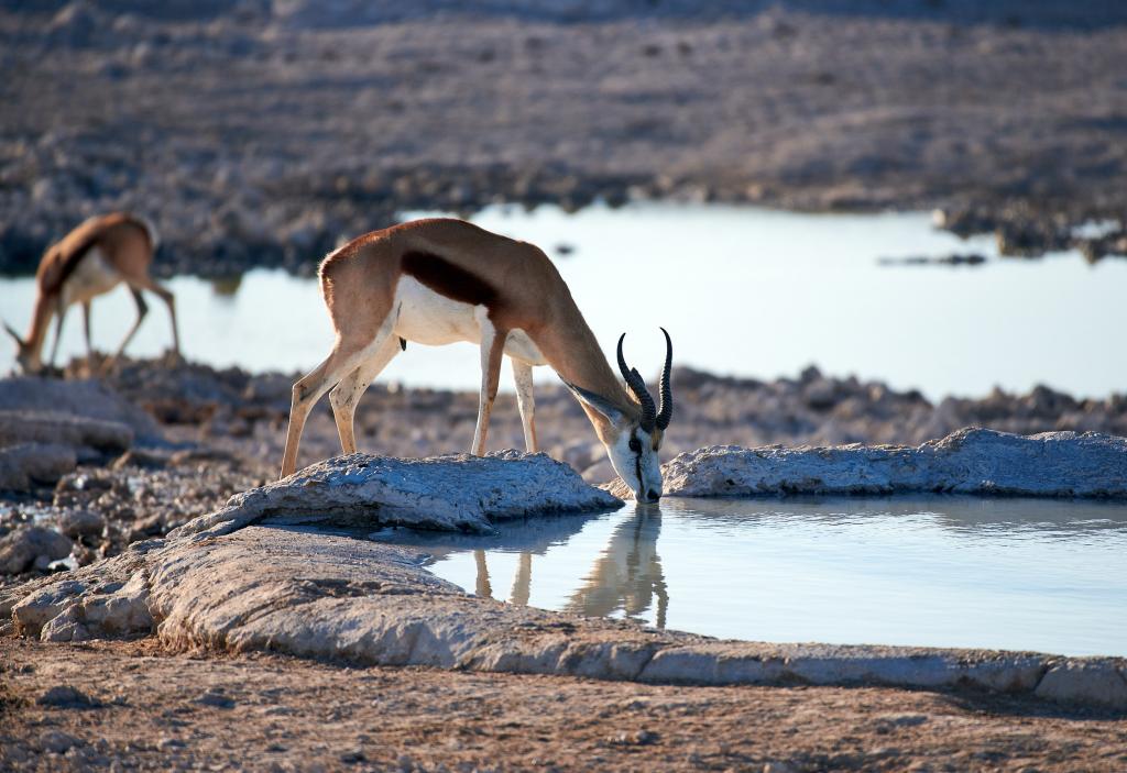 Parc d'Etosha [Namibie] - 2021 