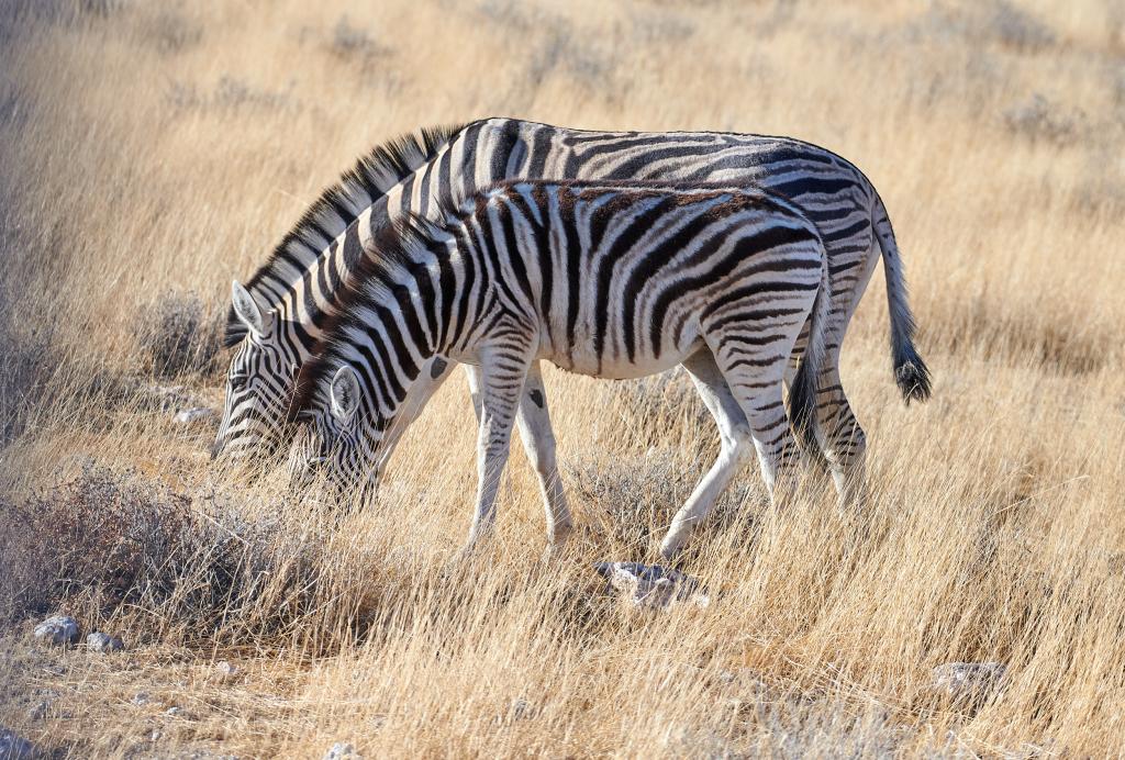 Parc d'Etosha [Namibie] - 2021 