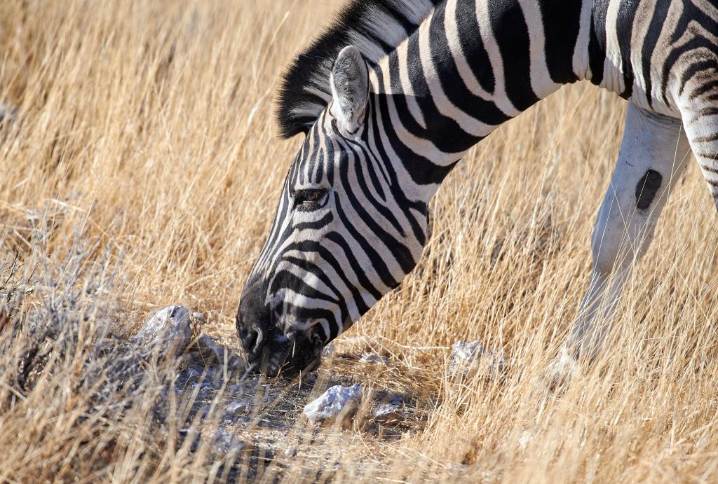 Parc d'Etosha [Namibie] - 2021 