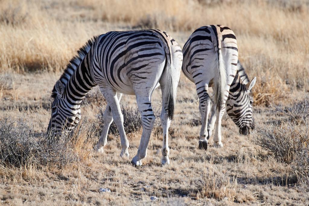Parc d'Etosha [Namibie] - 2021 