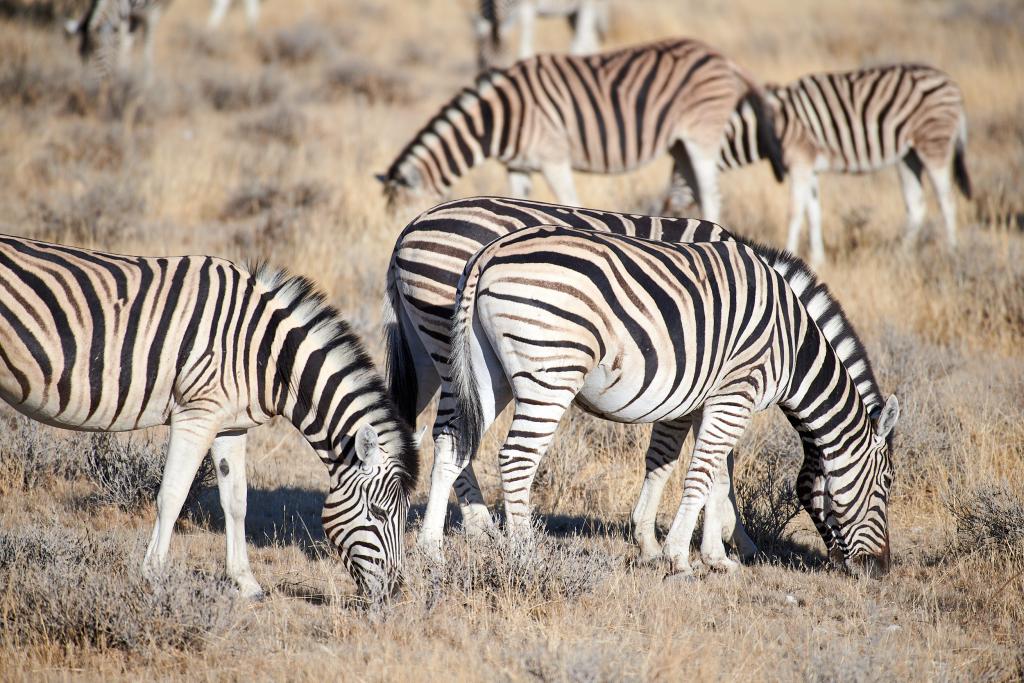 Parc d'Etosha [Namibie] - 2021 