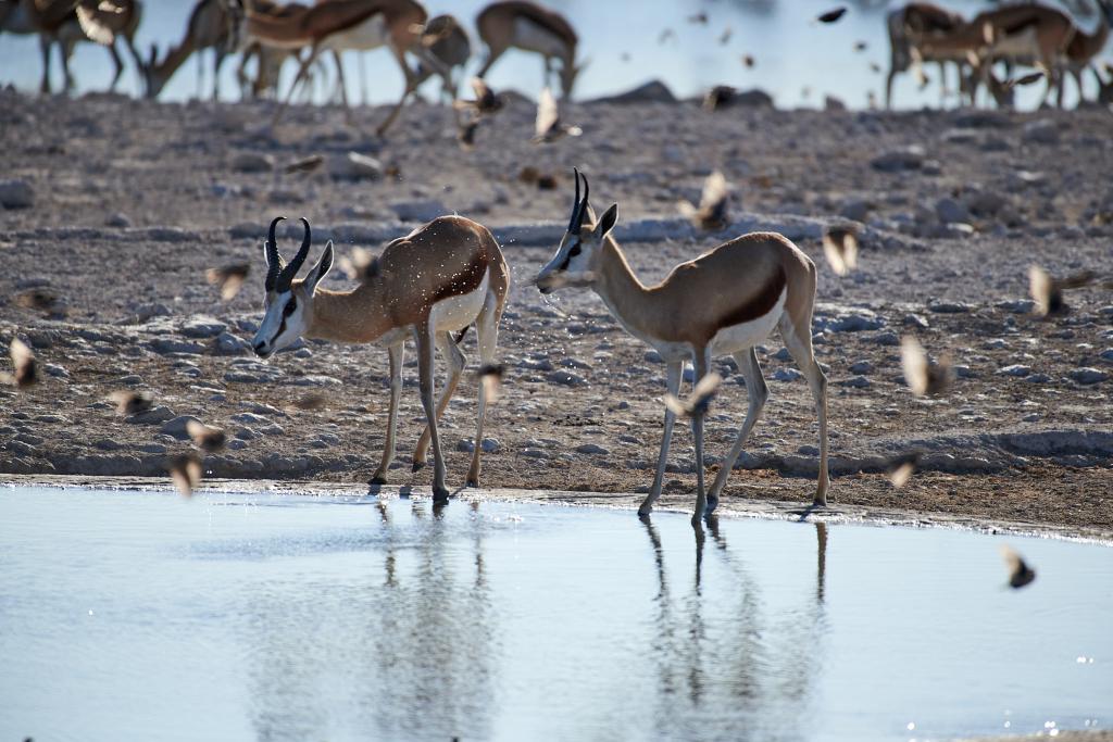 Parc d'Etosha [Namibie] - 2021 