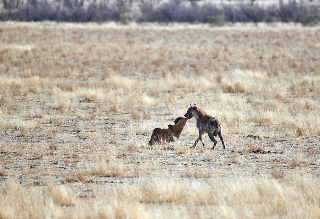 Parc d'Etosha [Namibie] - 2021 
