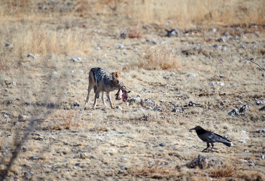 Parc d'Etosha [Namibie] - 2021 