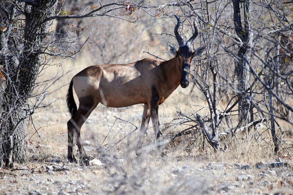 Parc d'Etosha [Namibie] - 2021 