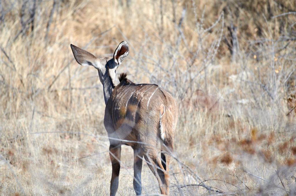 Parc d'Etosha [Namibie] - 2021 