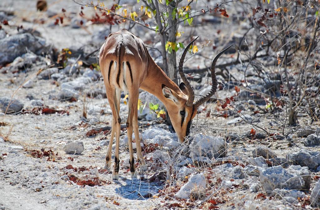 Parc d'Etosha [Namibie] - 2021 