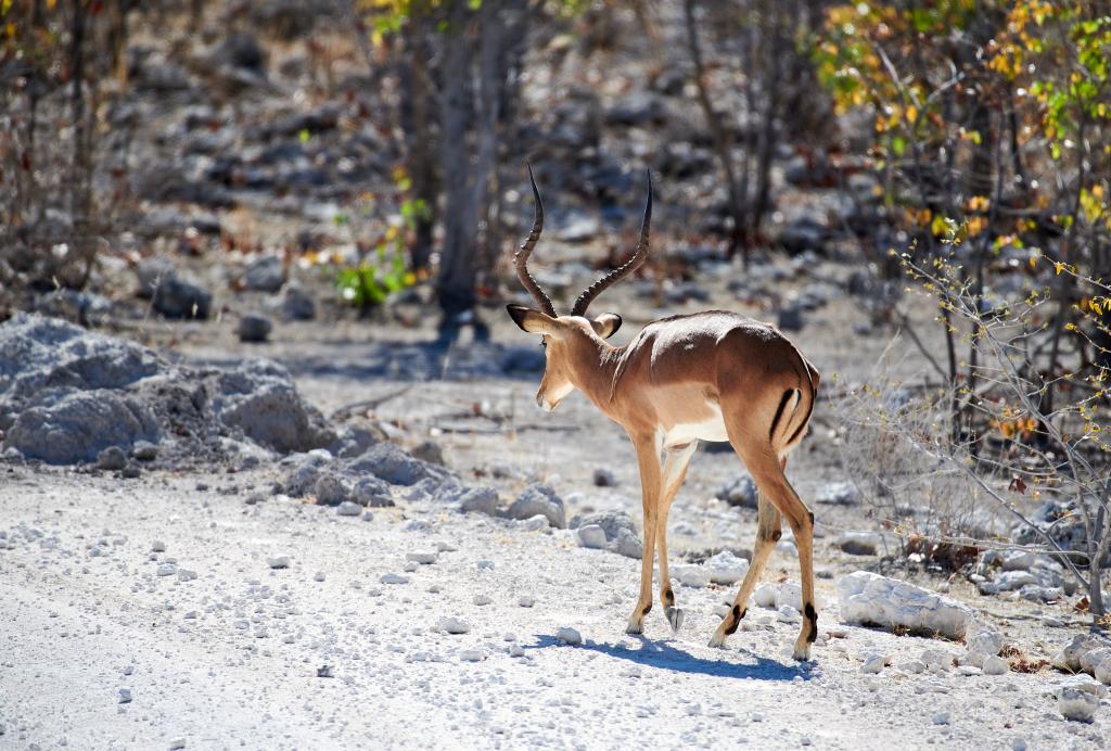 Parc d'Etosha [Namibie] - 2021 