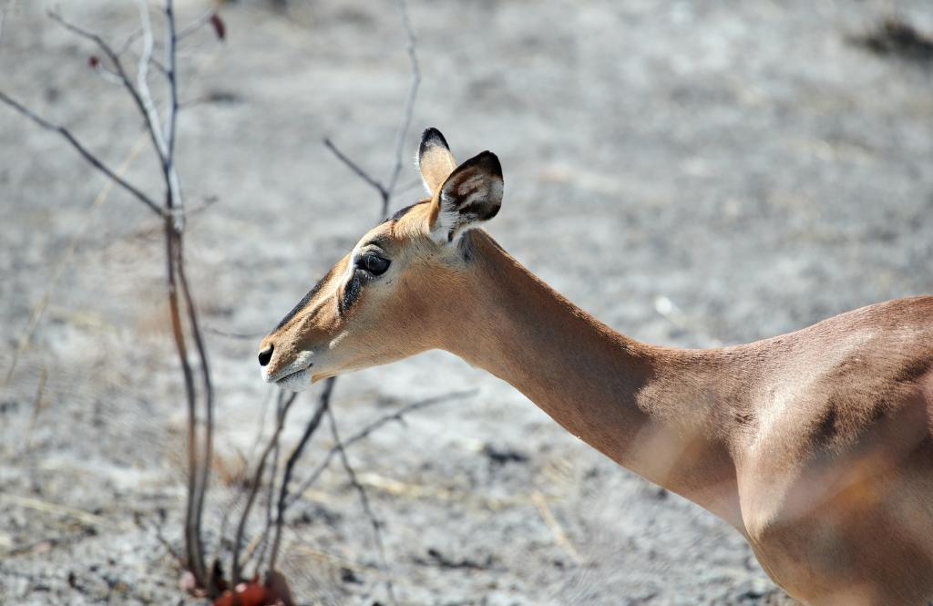 Parc d'Etosha [Namibie] - 2021 