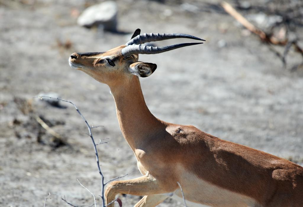 Parc d'Etosha [Namibie] - 2021 