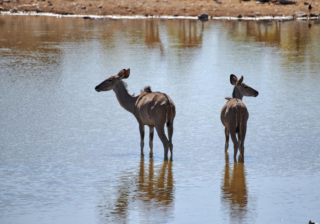 Parc d'Etosha [Namibie] - 2021 