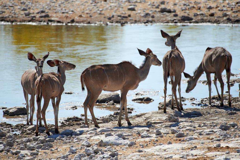 Parc d'Etosha [Namibie] - 2021 