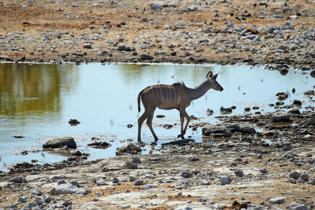 Parc d'Etosha [Namibie] - 2021 