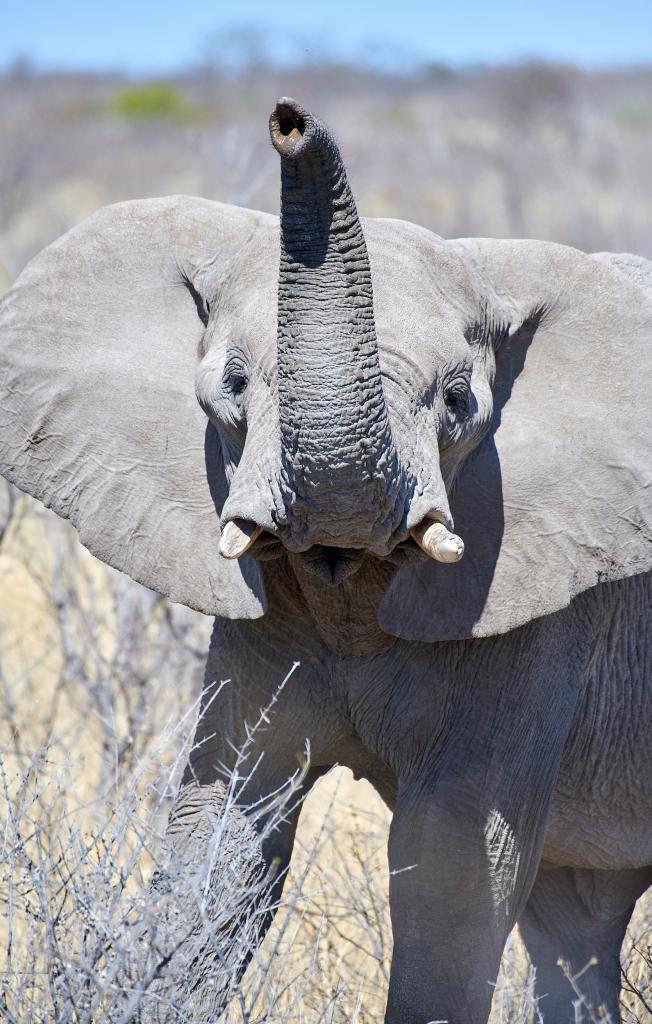 Parc d'Etosha [Namibie] - 2021 