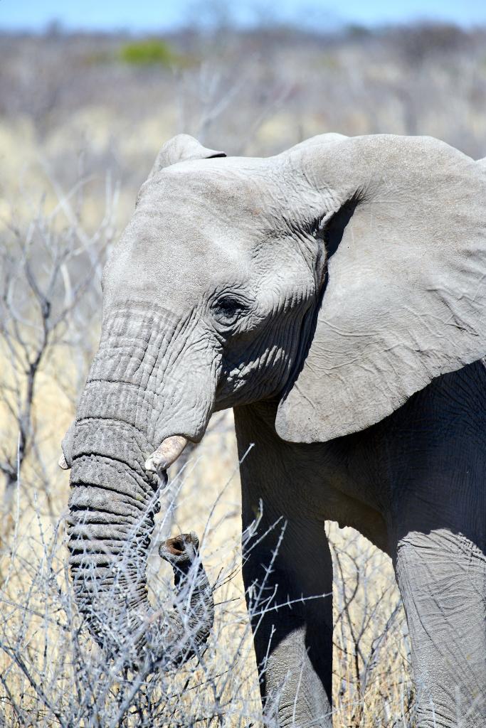 Parc d'Etosha [Namibie] - 2021 