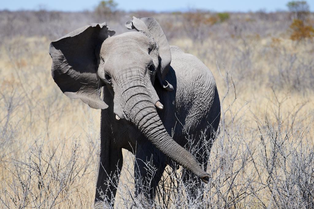 Parc d'Etosha [Namibie] - 2021 