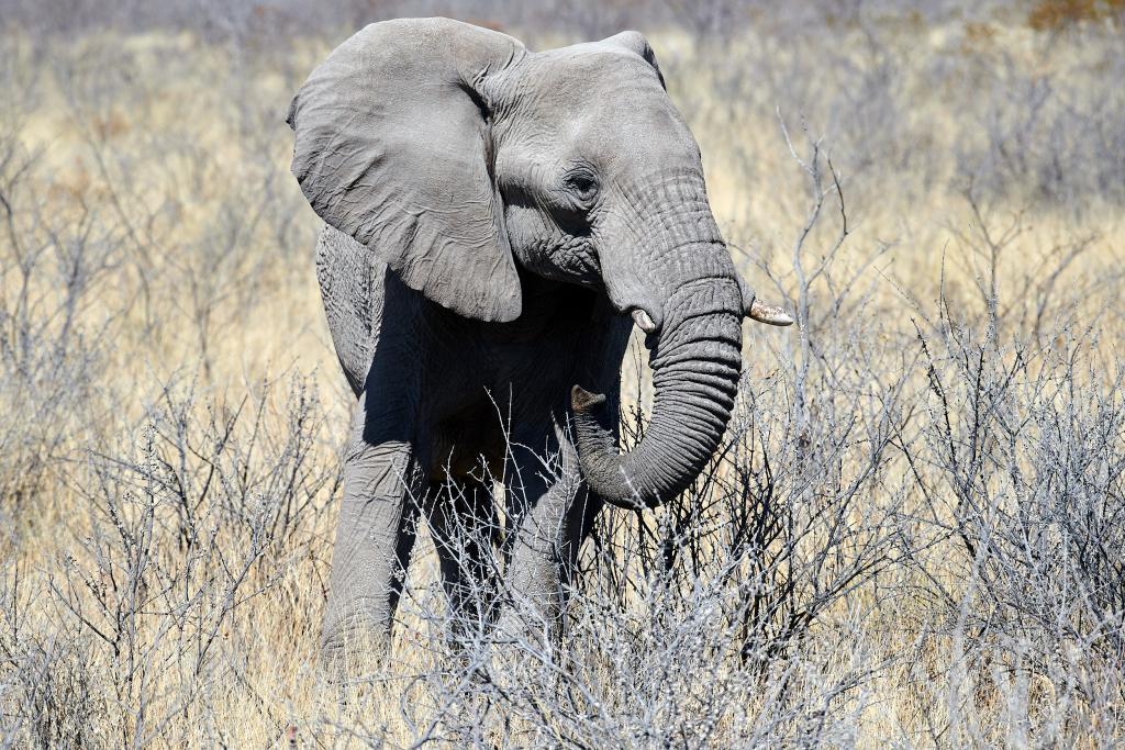 Parc d'Etosha [Namibie] - 2021 