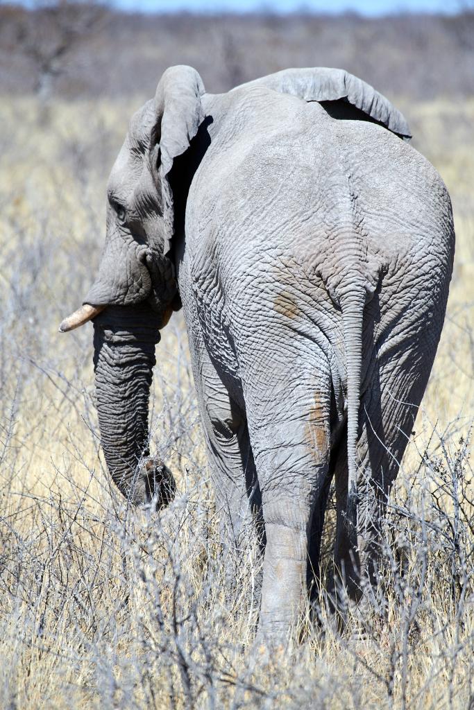 Parc d'Etosha [Namibie] - 2021 