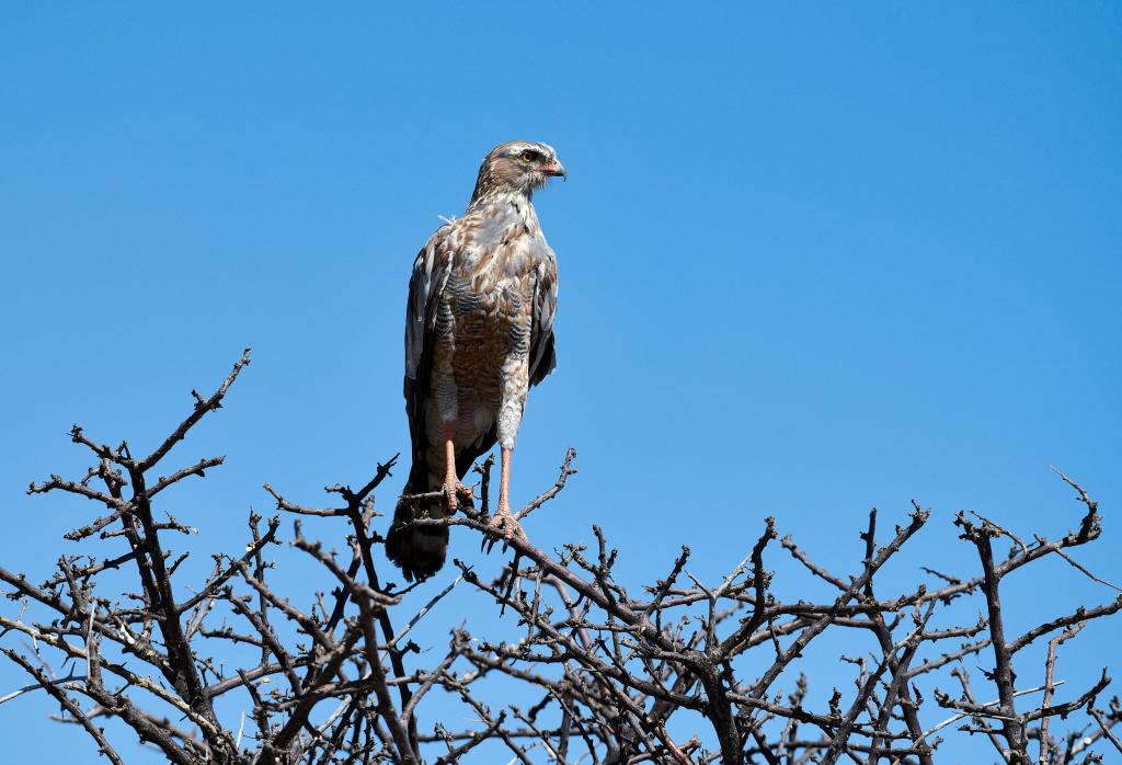 Parc d'Etosha [Namibie] - 2021 