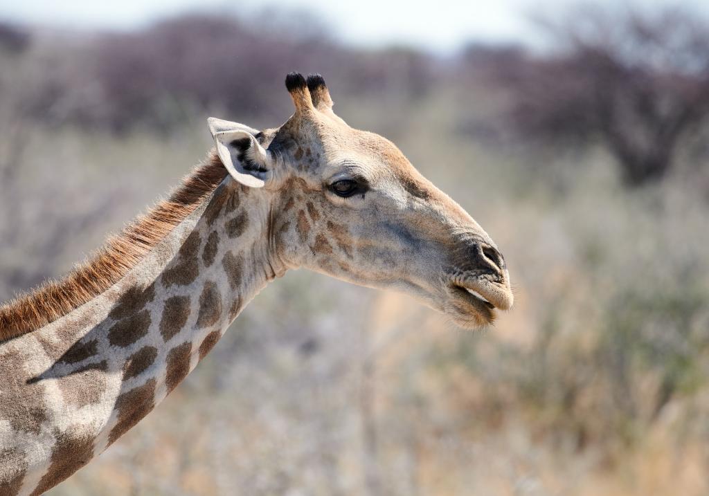 Parc d'Etosha [Namibie] - 2021 