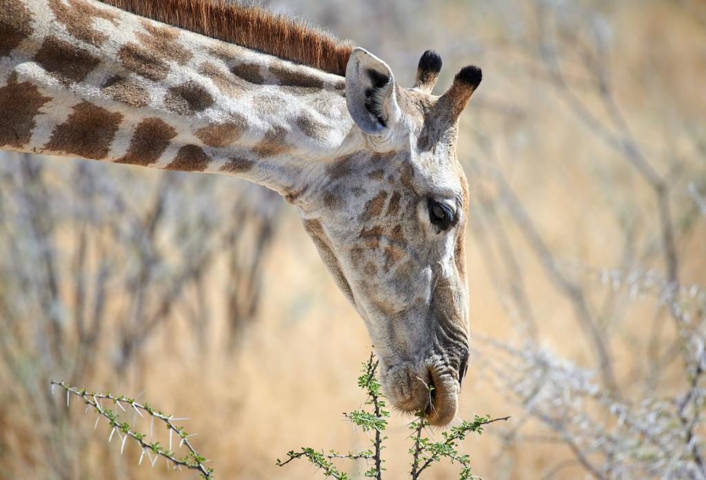 Parc d'Etosha [Namibie] - 2021 