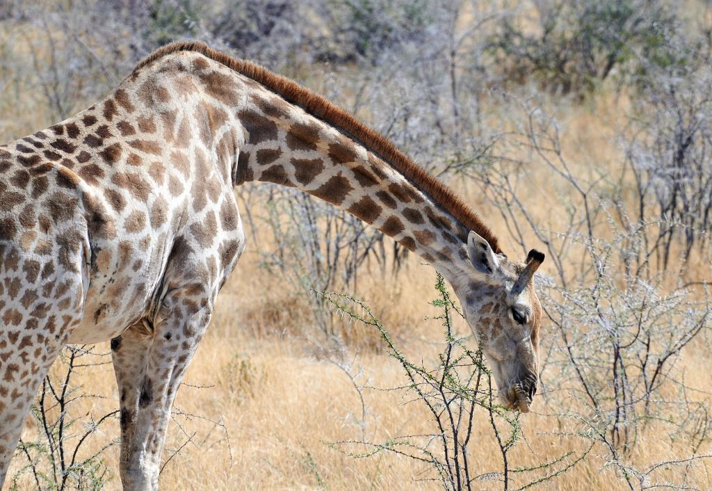 Parc d'Etosha [Namibie] - 2021 